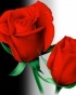 red-roses - photo12
