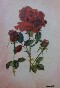 Code Magon2  Red rose