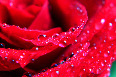 red-roses - photo1