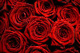 red-roses - photo7