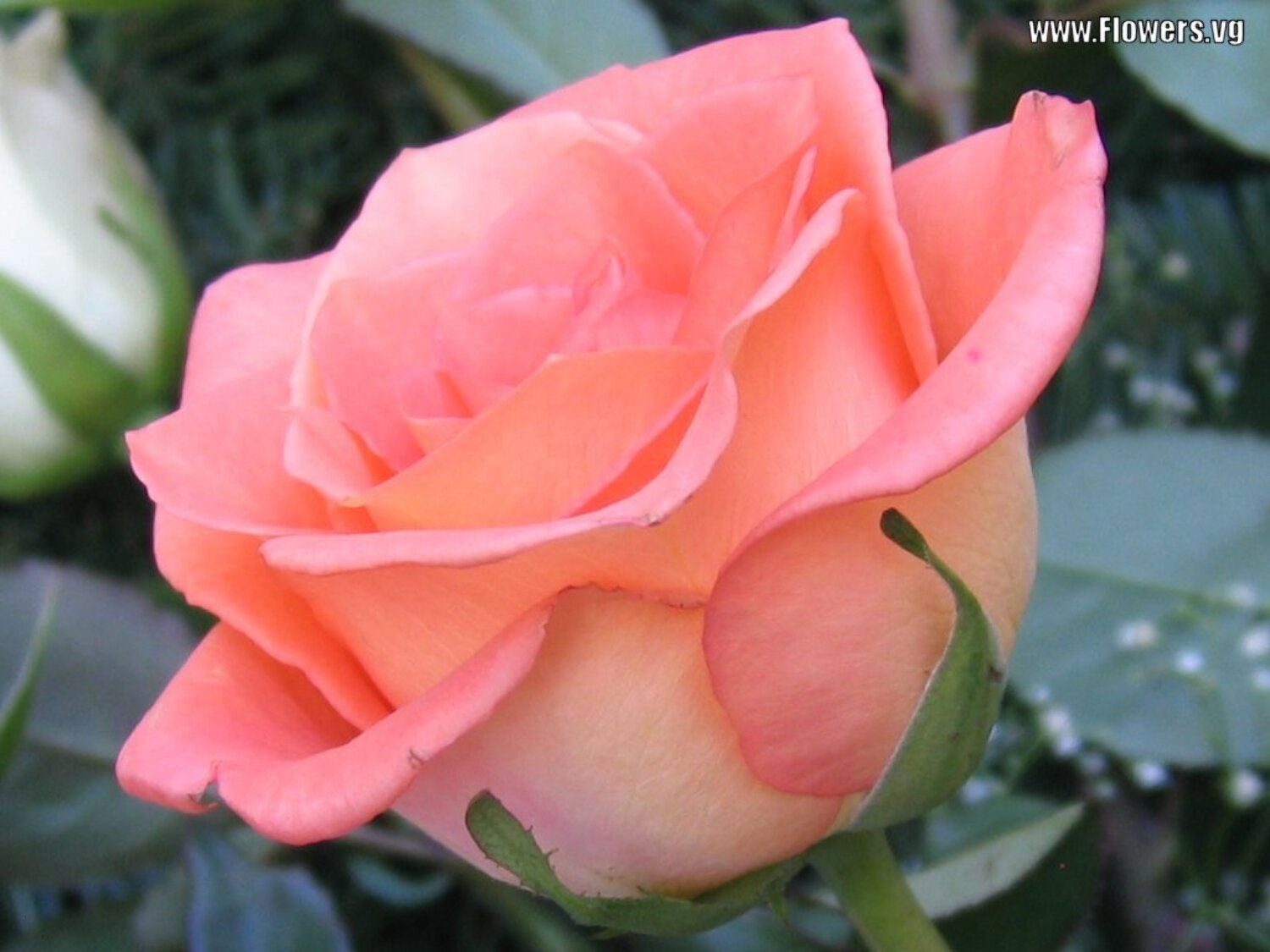 roses pink peach : world page on Rediff Pages