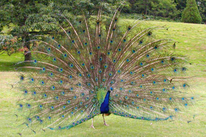 peacock essay in tamil peacock essay in tamil
