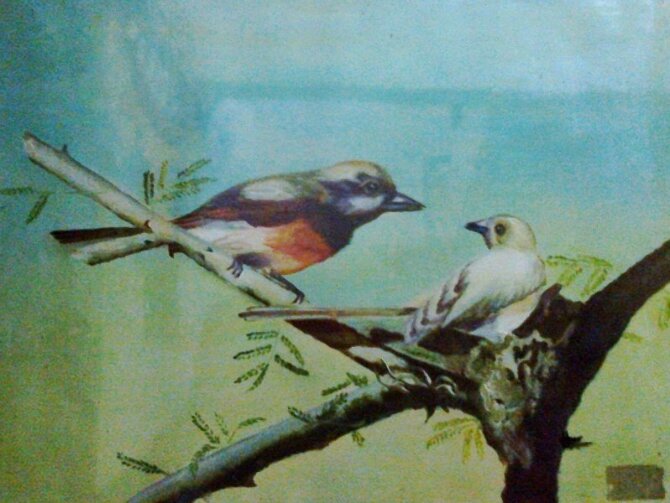 Code Magon10  Two birds