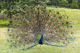 indian_peacock